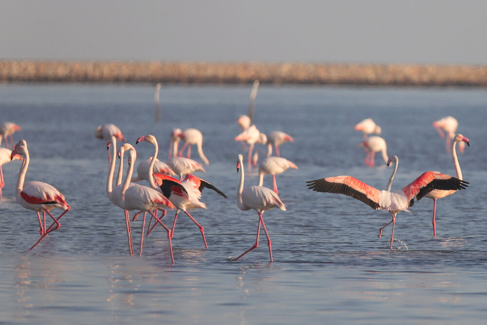 فلامینگوها مهمان آب‌های گرم خلیج فارس