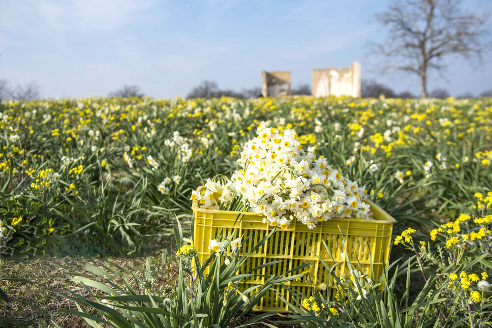 برداشت گل نرگس ـ ساری