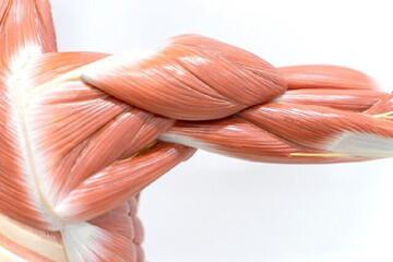 آغاز تحلیل عضلانی از ۳۰ سالگی