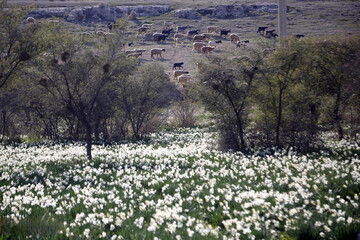 جشنواره گل نرگس کازرون