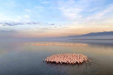 زمستان‌گذرانی مهاجران در تالاب‌های ایران
