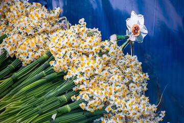 هشتمین جشنواره گل نرگس ـ کازرون