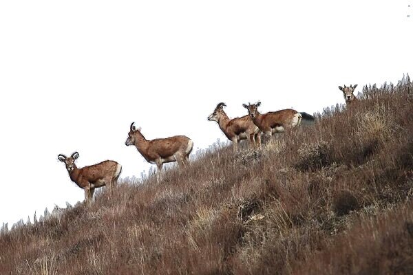 رشد ۶ درصدی جمعیت علفخواران شاخص