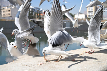کاکایی‌ها؛ مهمانان زمستانی شیراز