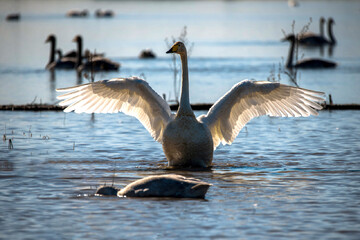 قوهای مهاجر در تالاب سرخرود