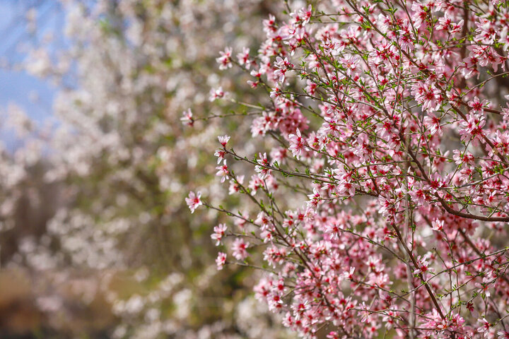 بهار زودرس در باغ‌شهر تاریخی مهریز