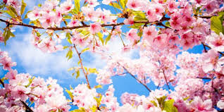 باید و نبایدهای تغذیه‌ای فصل بهار از دیدگاه طب سنتی