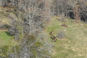 نبض حیات در طبیعت زیبای سمنان