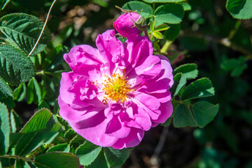 آغاز برداشت گل محمدی در کاشان