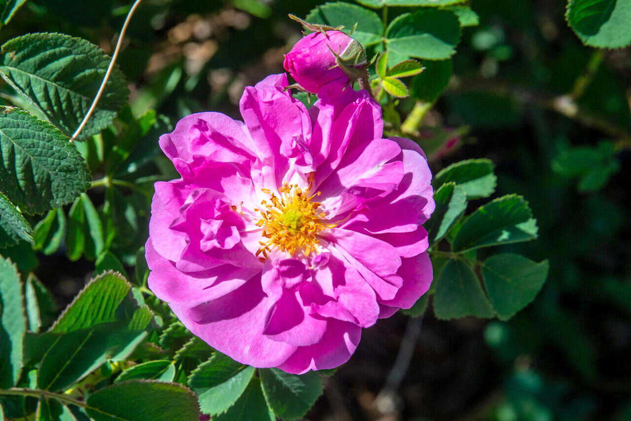 آغاز برداشت گل محمدی در کاشان