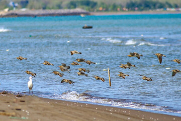 پرندگان پارک ملی بوجاق در استان گیلان