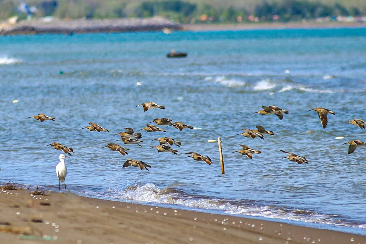 پرندگان پارک ملی بوجاق در استان گیلان