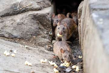 کمک‌حال زندگی جوندگان نباشید