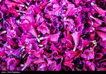 اشکور پایتخت گل گاوزبان ایران