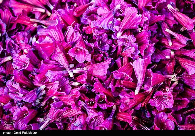 اشکور پایتخت گل گاوزبان ایران