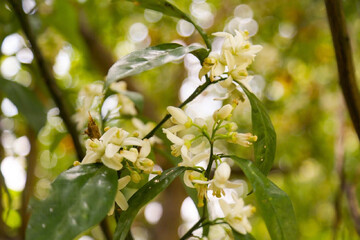 شکوفایی بهار نارنج در گیلان