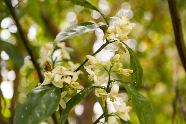 شکوفایی بهار نارنج در گیلان