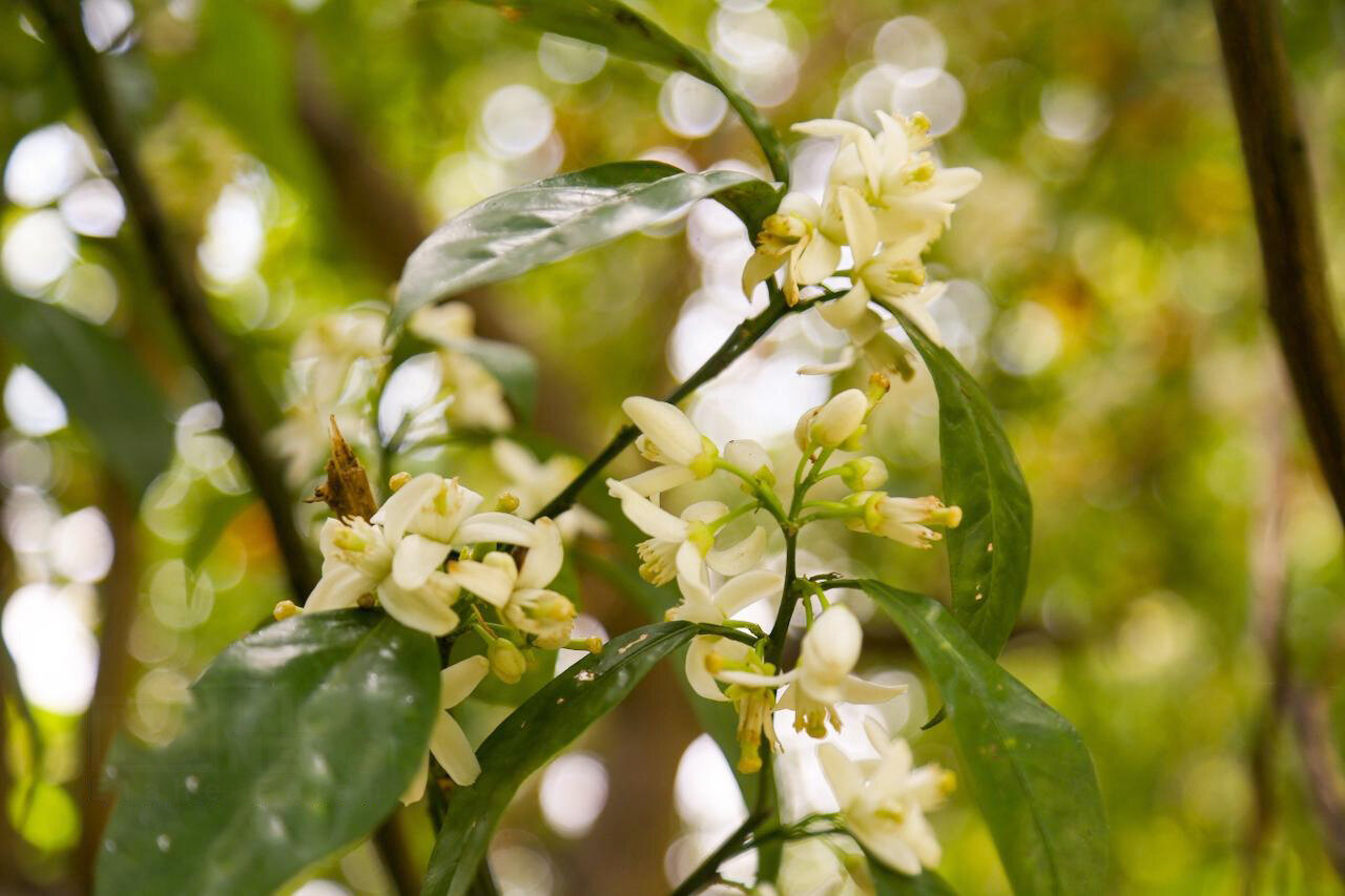 شکوفایی بهار نارنج در گیلان