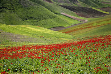 دشت زیبای کلزا در خراسان شمالی