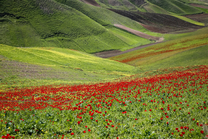 دشت زیبای کلزا در خراسان شمالی