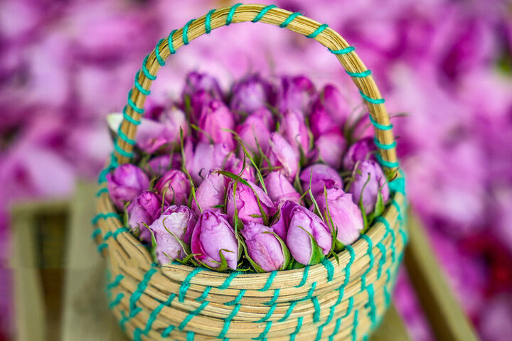 برداشت گل محمدی در فارس