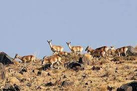 تهدید ۱۴۸ گونه مهره‌دار ایران