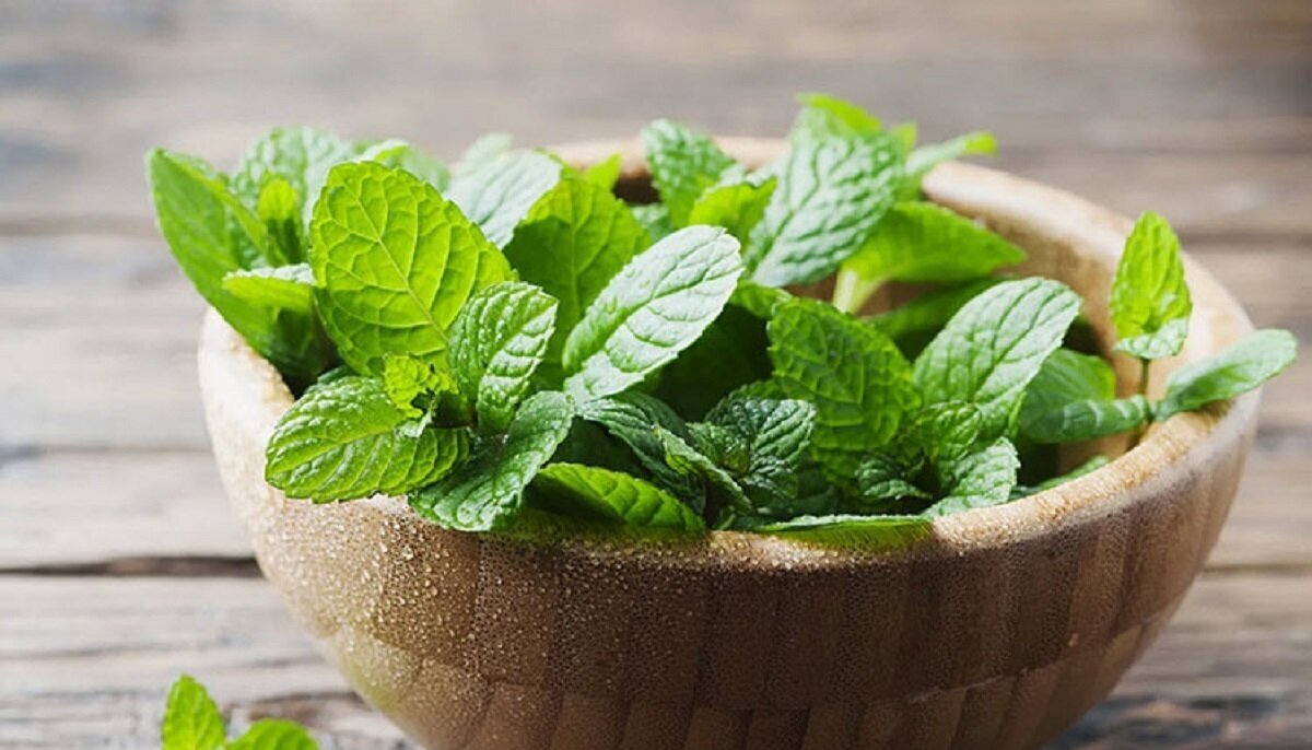 پنج گیاه معطر که پشه‌ها را از شما دور می‌کنند