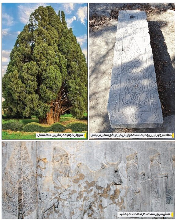 همچو سرو، آزاد
