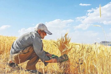 برداشت گندم بیشتر اما انبار شد