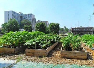 لزوم تشکیل شورای سیاست‌گذاری غذا با رویکرد توسعه کشاورزی شهری