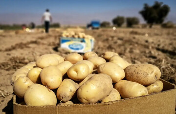 صادرات سیب‌زمینی تا پایان سال ممنوع است