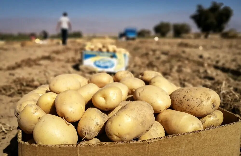 صادرات سیب‌زمینی تا پایان سال ممنوع است