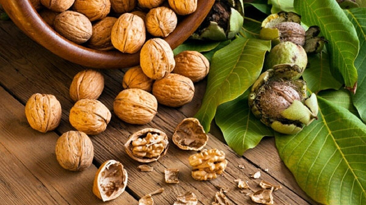 گردو، جای خشک و خنک را دوست دارد