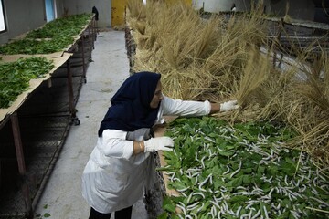 در مسیر تولید ابریشم