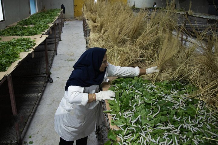 در مسیر تولید ابریشم