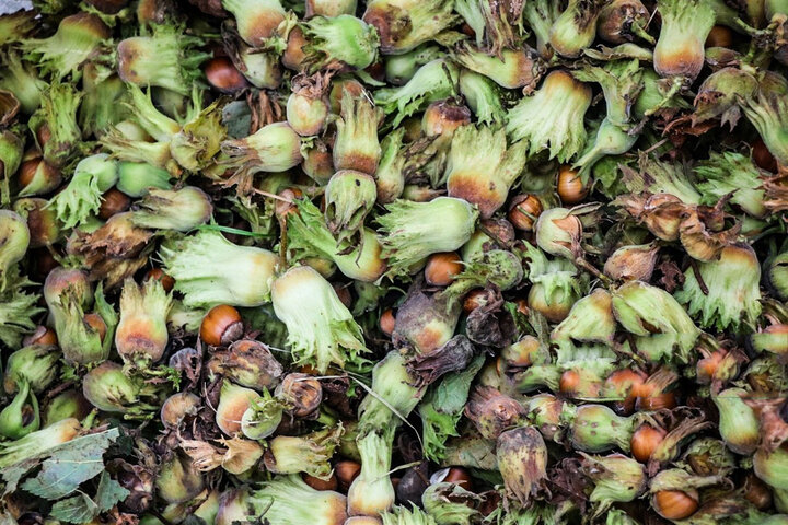 برداشت فندق در اشکور گیلان