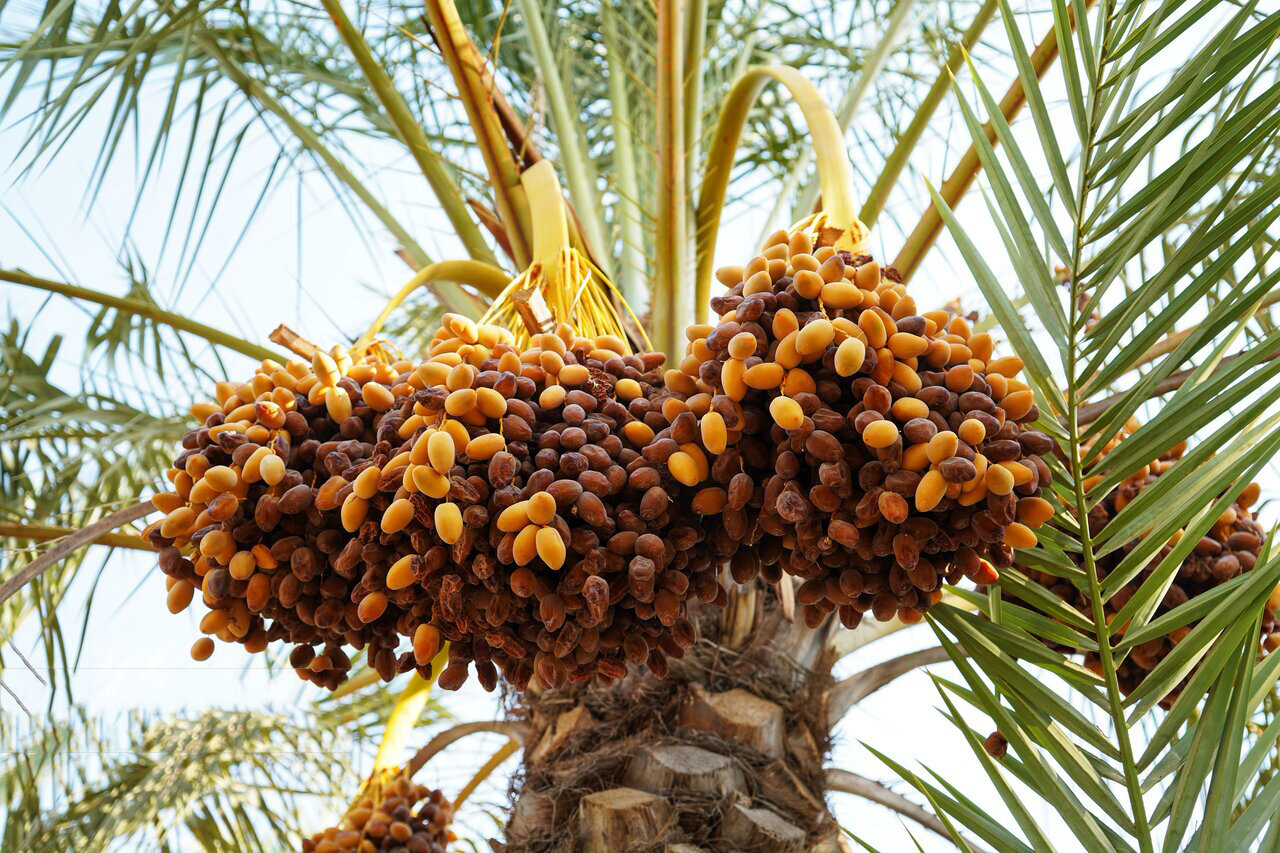 برداشت خرما (مخ برون) ـ بوشهر