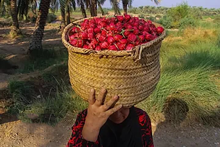 برداشت چای ترش در روستای علوه شهرستان کارون