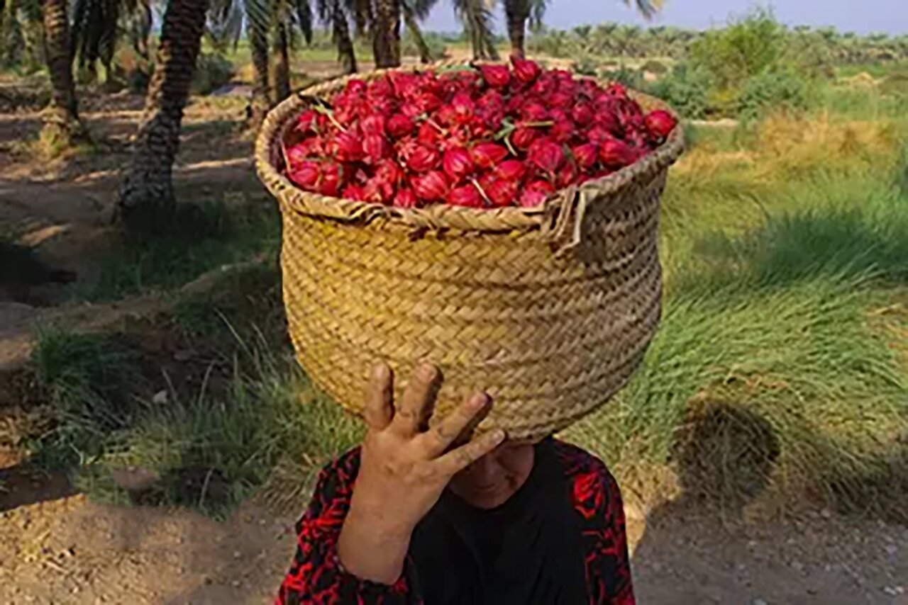 برداشت چای ترش در روستای علوه شهرستان کارون