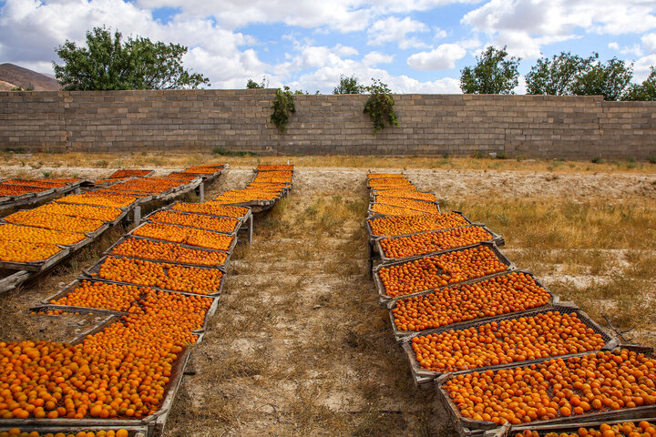 برداشت آلو بخارا در روستای شوقان جاجرم