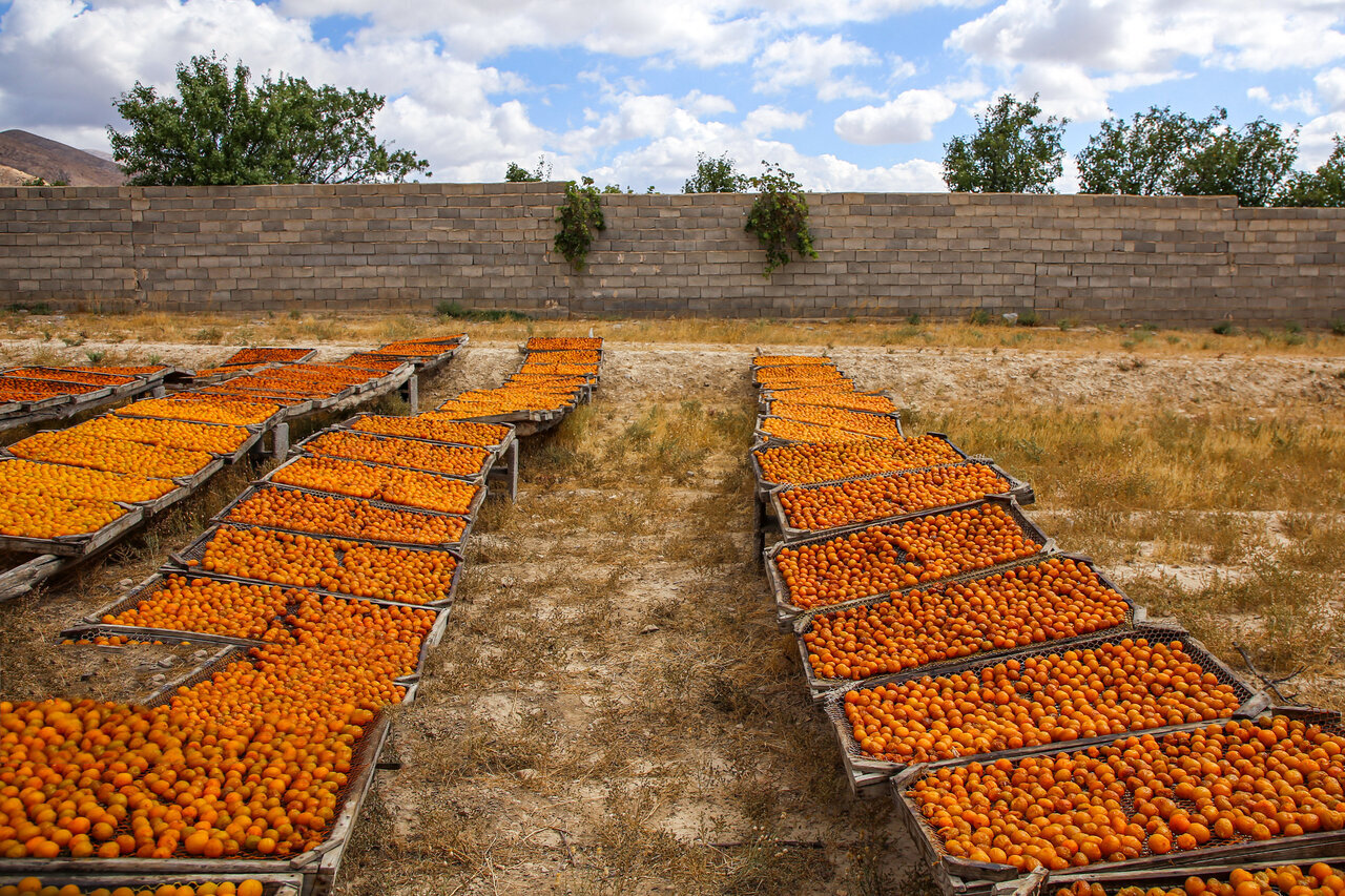 برداشت آلو بخارا در روستای شوقان جاجرم